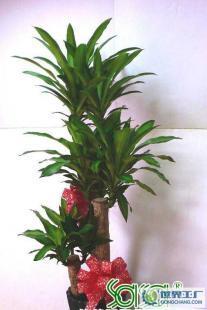 开业庆典一体化解决方案 从鲜花礼仪到场地布置的全程策划